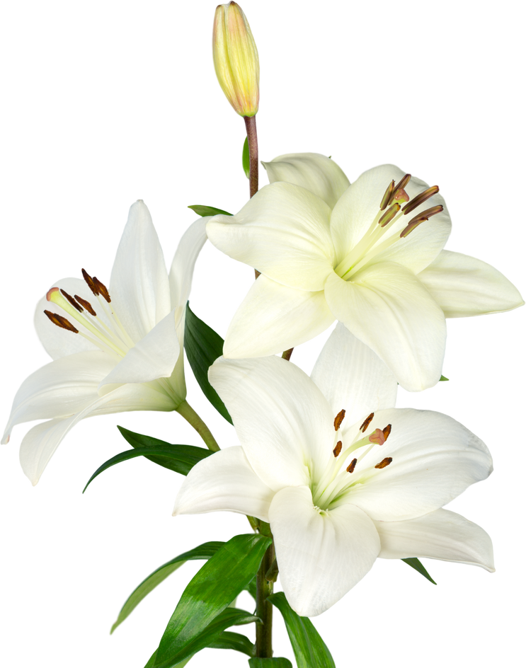 White Lilies with Leaves