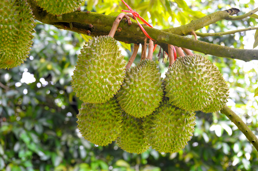 Durian trees